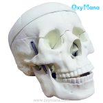 مولاژ جمجمه انسان اندازه طبیعی