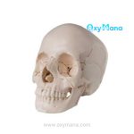 مولاژ جمجمه انسان اندازه طبیعی - تصویر 3