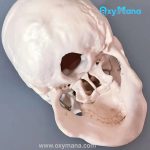 مولاژ جمجمه انسان اندازه طبیعی - تصویر 4