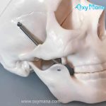 مولاژ جمجمه انسان اندازه طبیعی - تصویر 5
