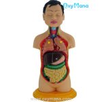 مولاژ نیم تنه انسان 8 تکه عروسکی