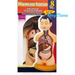 مولاژ نیم تنه انسان 8 تکه عروسکی - تصویر 6