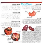 مولاژ نیم تنه انسان 8 تکه عروسکی - تصویر 13