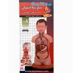 مولاژ نیم تنه انسان 8 تکه عروسکی - تصویر 8