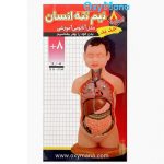 مولاژ نیم تنه انسان 8 تکه عروسکی - تصویر 11